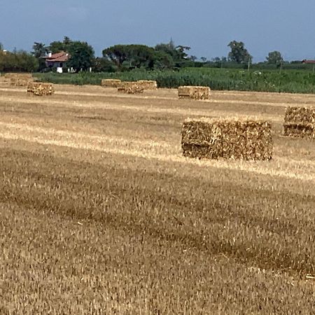 Agriturismo Ca' Alleata กาออร์เล ภายนอก รูปภาพ
