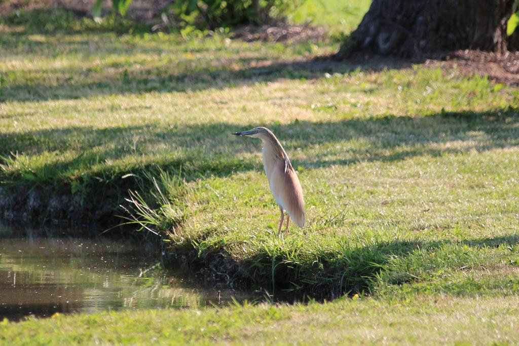 Agriturismo Ca' Alleata กาออร์เล ภายนอก รูปภาพ